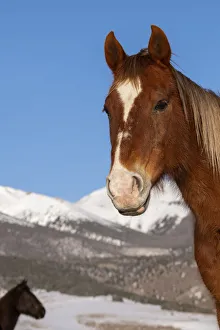 Domesticated Prints: USA, Colorado, Westcliffe. Sorrel horse with Rocky Mountains in the distance. (PR)