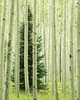 USA, Colorado, White River National Forest, Silver FIr in Aspen Grove