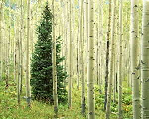 White River Prints: USA, Colorado, White River National Forest, Silver FIr in Aspen Grove