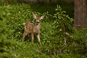Images Dated 4th August 2011: USA, Colorado, White River National Forest. View of alert mule deer fawn in forest