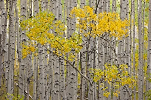 Images Dated 27th September 2011: USA, Colorado, White River National Forest. A stand of aspen trees in autumn color