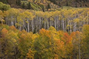 Images Dated 29th September 2014: USA, Colorado, White River National Forest. Aspen grove at peak autumn color. Credit as