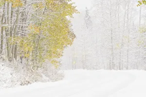 Images Dated 5th November 2018: USA, Colorado, White River National Forest. Snowfall on road among aspens. Credit as