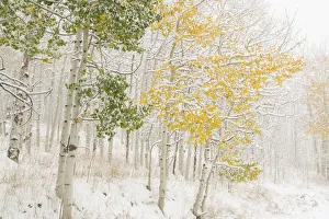 Images Dated 5th November 2018: USA, Colorado, White River National Forest. Snow coats aspen trees in winter. Credit as
