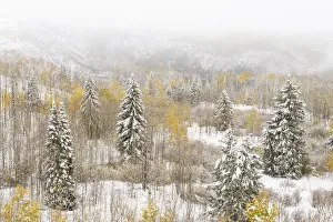 Images Dated 5th November 2018: USA, Colorado, White River National Forest