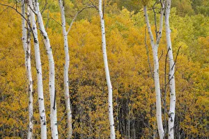 Images Dated 11th November 2020: USA, Colorado, White River National Forest. Aspen trees in autumn color