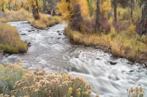 Images Dated 16th January 2022: USA, Colorado, White River National Forest. Fryingpan River and autumn foliage