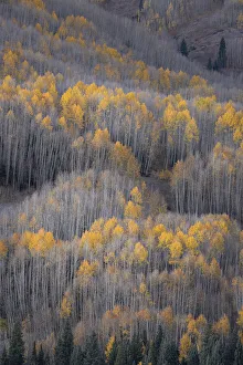 Images Dated 17th January 2022: USA, Colorado, White River National Forest. Aspen forest in autumn