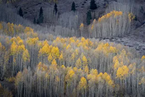 Images Dated 17th January 2022: USA, Colorado, White River National Forest. Aspen forest in autumn