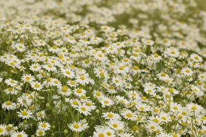 Images Dated 14th January 2022: USA, Colorado. Wild chamomile flowers in a mountain meadow