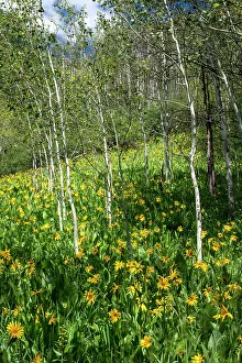 Grow Prints: USA, Colorado. Wildflower meadow in White River National Forest