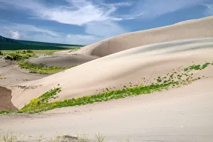 Sand Dune Prints: USA, Colorado. Wildflowers blooming in Great Sand Dunes National Park