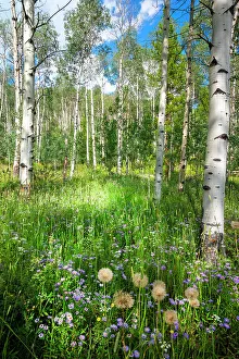 Growth Prints: USA, Colorado. Wildflowers in a grove of Aspen trees