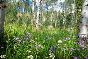 Growth Prints: USA, Colorado. Wildflowers in a grove of Aspen trees