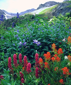 USA, Colorado, Wildflowers in Yankee Boy Basin in the Rocky Mountains