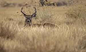 Lying Down Prints: USA, Colorado wildlife