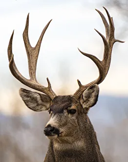 Images Dated 11th June 2021: USA, Colorado wildlife