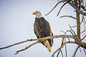 Mature Prints: USA, Colorado, Windsor. American bald eagle on limb