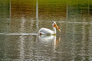 USA, Colorado, Windsor. American white pelican swimming in pond