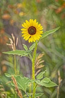 Sunflower Prints: USA, Colorado, Windsor. Close-up of sunflower