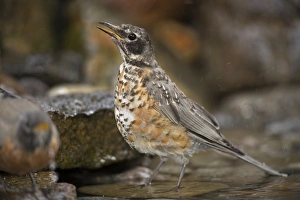 Fledgling Prints: USA, Colorado, Woodland Park. American robin bathing