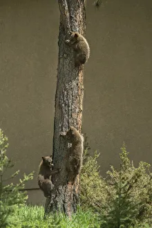 Predatory Prints: USA, Colorado, Woodland Park. Black bear cubs climbing tree