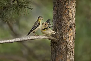 Fledgling Prints: USA, Colorado, Woodland Park. Evening grosbeak female feeding fledgling while perched in pine tree