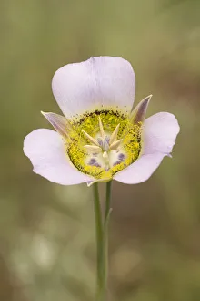 Bulb Prints: USA, Colorado, Woodland Park. Mariposa lily close-up