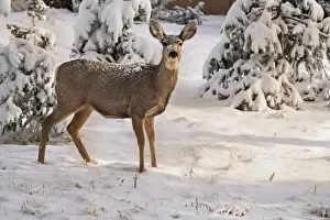 Woodland Park Prints: USA, Colorado, Woodland Park. Mule deer doe in fresh snow