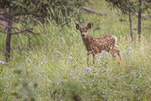 Woodland Park Prints: USA, Colorado, Woodland Park. Mule deer fawn in meadow