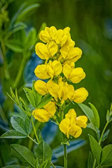 Images Dated 2021 July: USA, Colorado, Young Gulch. Close-up of yellow banner flowers