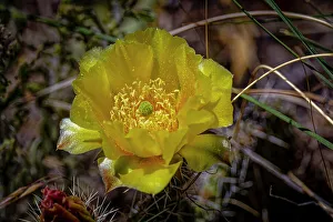 Cacti Prints: USA, Colorado, Young Gulch. Yellow prickly pear cactus flower close-up