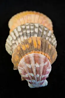 USA - Detail of colorful scalloped shaped seashells from around the world on black