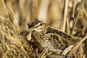 Sandpiper Prints: USA. A Common Snipe (Gallinago gallinago) sits camoflaged against some dried vegetation