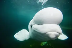 Day Light Prints: USA, Connecticut, Mystic, Captive Beluga Whale (Delphinapterus leucas) swimming inside