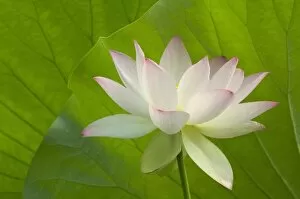 Images Dated 19th July 2006: USA, DC, Washington, Kenilworth Aquatic Gardens, white lotus in fron tof lotus leaves