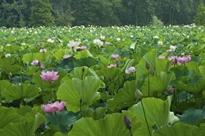 Images Dated 29th July 2006: USA, DC, Washington, Kenilworth Aquatic Gardens, large pond filled with pink