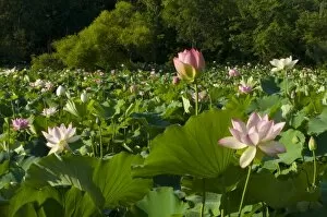 Images Dated 23rd July 2006: USA, DC, Washington, Kenilworth Aquatic Gardens, large pond filled with pink