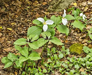 Images Dated 4th May 2018: USA, Delaware, Hockessin. Beginning of a blooming season
