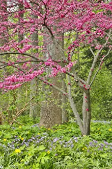 USA, Delaware, Hockessin. Flowering dogwood in the forest