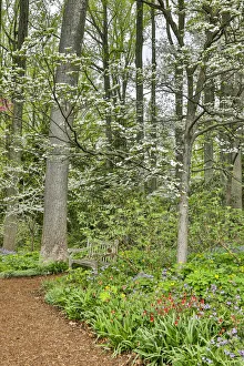 Cornus Prints: USA, Delaware, Hockessin. Flowering dogwood in the forest