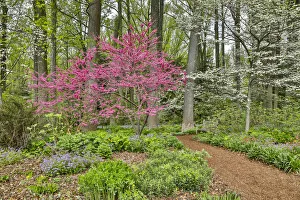 USA, Delaware, Hockessin. Flowering dogwood in the forest
