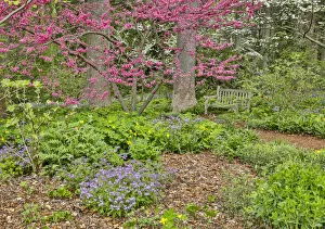 Images Dated 4th May 2018: USA, Delaware, Hockessin. Flowering dogwood in the forest