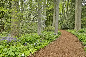 Images Dated 4th May 2018: USA, Delaware, Hockessin. Path through the forest
