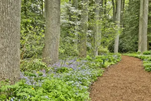 Cornus Prints: USA, Delaware, Hockessin. Path through the forest
