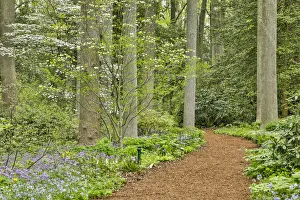 Images Dated 4th May 2018: USA, Delaware, Hockessin. Path through the forest