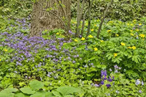 Pleasant Prints: USA, Delaware, Hockessin. Plants surrounding the tree trunk