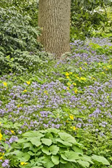 Images Dated 4th May 2018: USA, Delaware, Hockessin. Plants surrounding the tree trunk