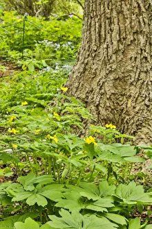 Images Dated 4th May 2018: USA, Delaware, Hockessin. Plants surrounding the tree trunk