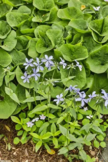USA, Delaware, Hockessin. A splash of blue with hostas